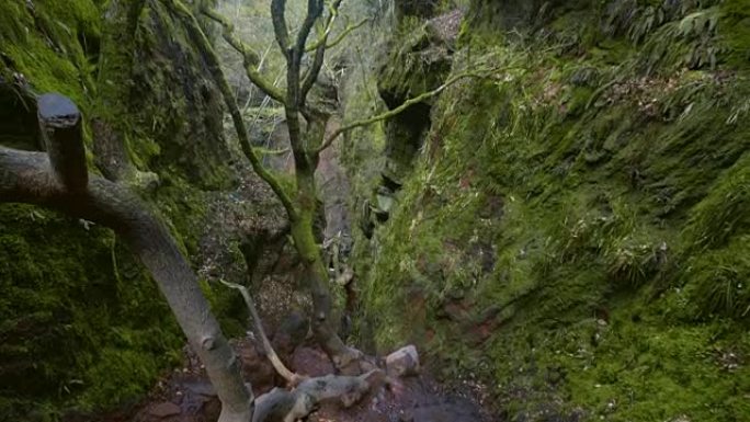 山沟。覆盖着苔藓和刹车的岩石