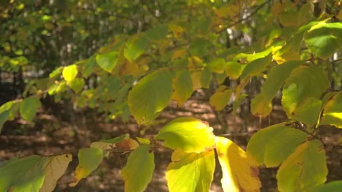 特写: 阳光明媚的秋天树枝上绿叶变黄的细节