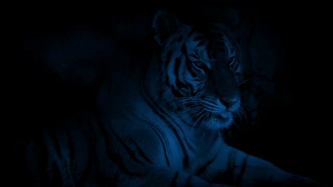 老虎晚上在山洞里休息
