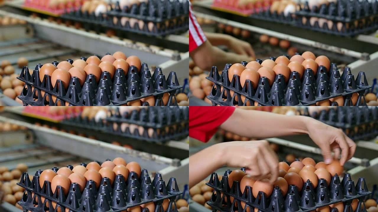 Sorting process in eggs chicken farm