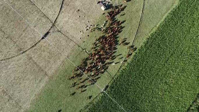 自由放养的牛和羊的鸟瞰图