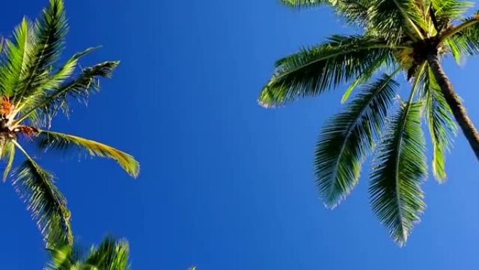 棕榈树在美丽的蓝天上阳光明媚的背景在天堂。