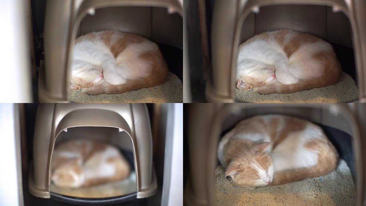 猫在垃圾箱里睡觉的2张照片