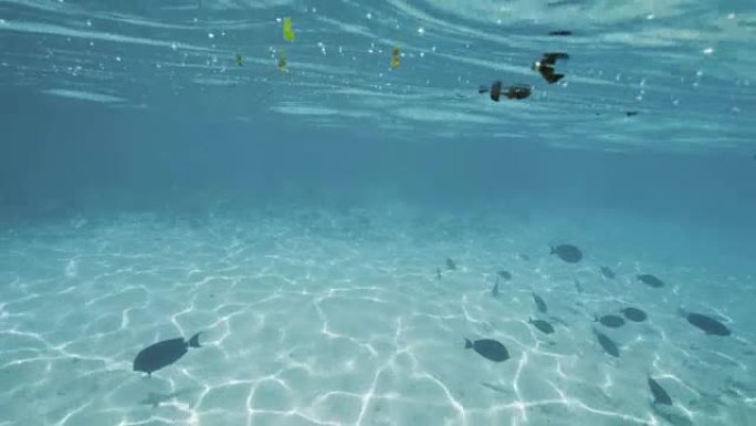 热带马尔代夫水中浮潜的观点