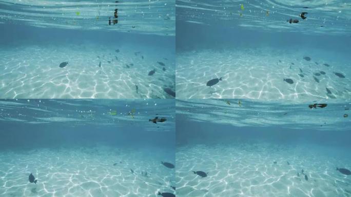 热带马尔代夫水中浮潜的观点