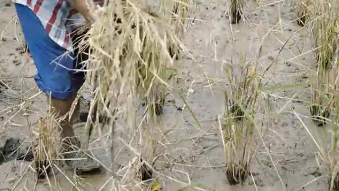 在稻田里工作的农民妇女