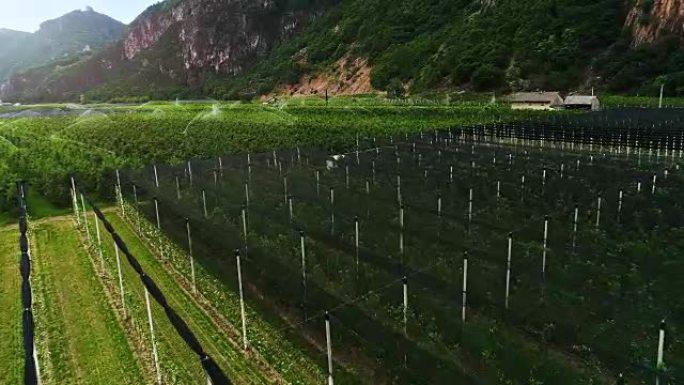 空中拍摄美丽的葡萄园，葡萄灌木小心地覆盖着保护网，并用洒水装置灌溉。葡萄园在山脉的根部延伸。令人惊叹
