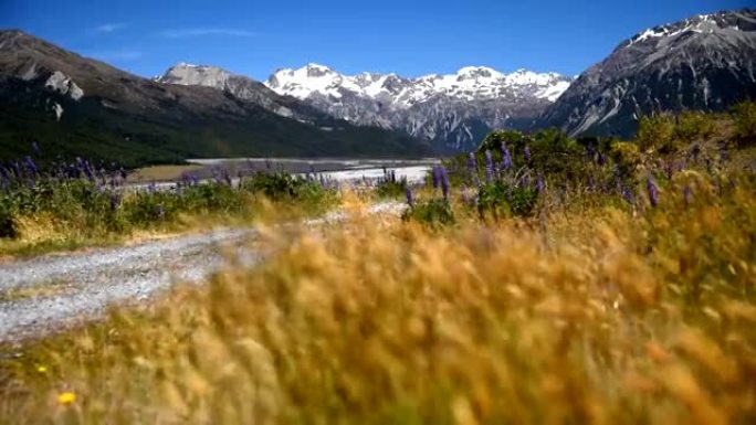 新西兰坎特伯雷亚瑟山口的黄色田野和蓝天自然镜头背景雪山