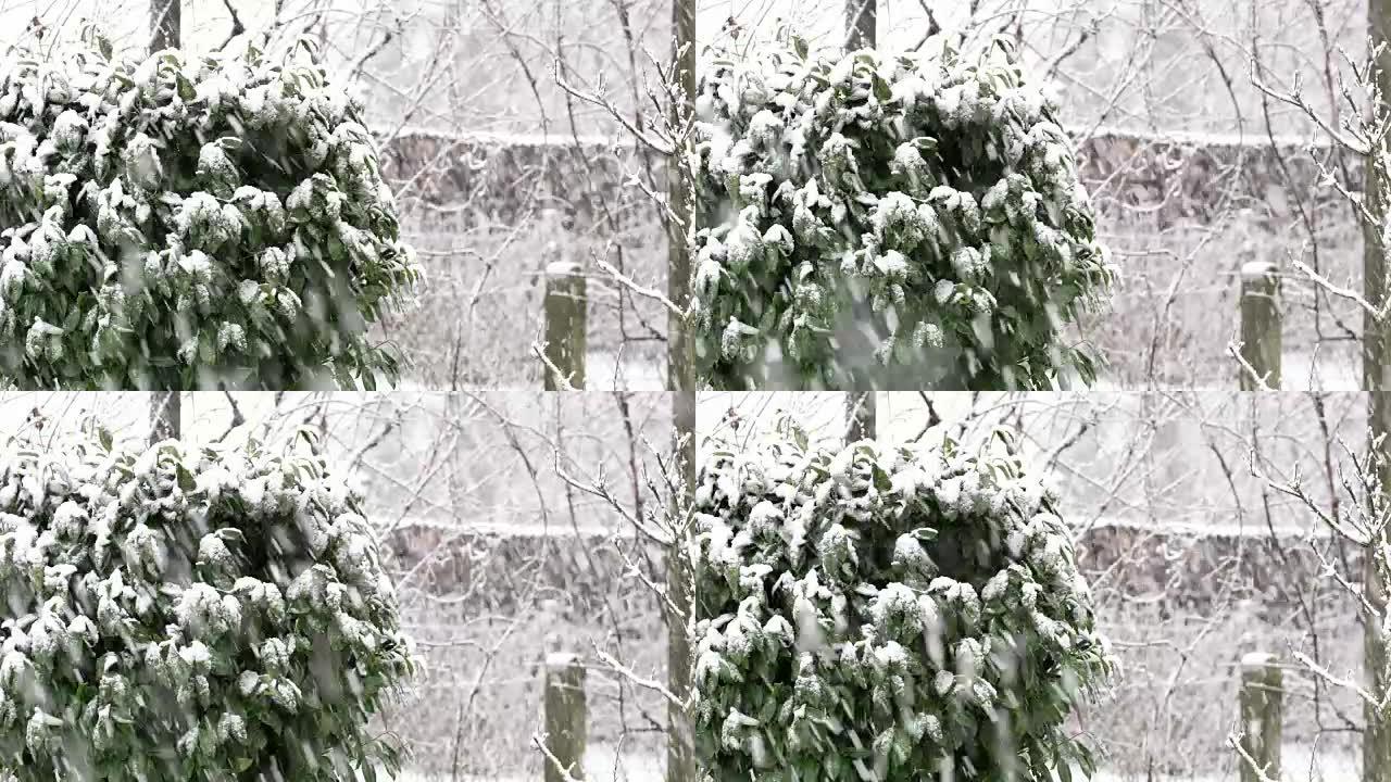 雪花落在树木和灌木丛上