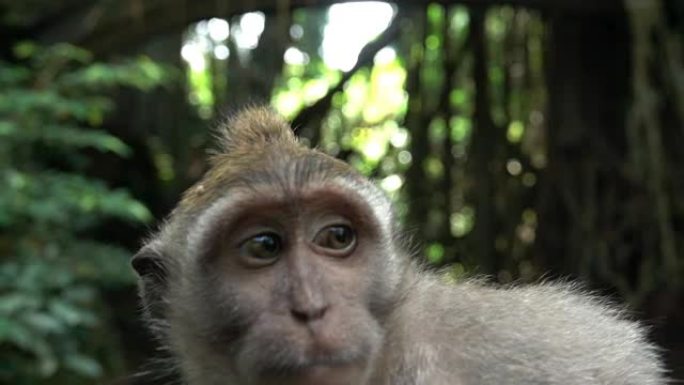 模糊聚焦的丛林中婴儿巴厘岛猴猕猴的特写肖像