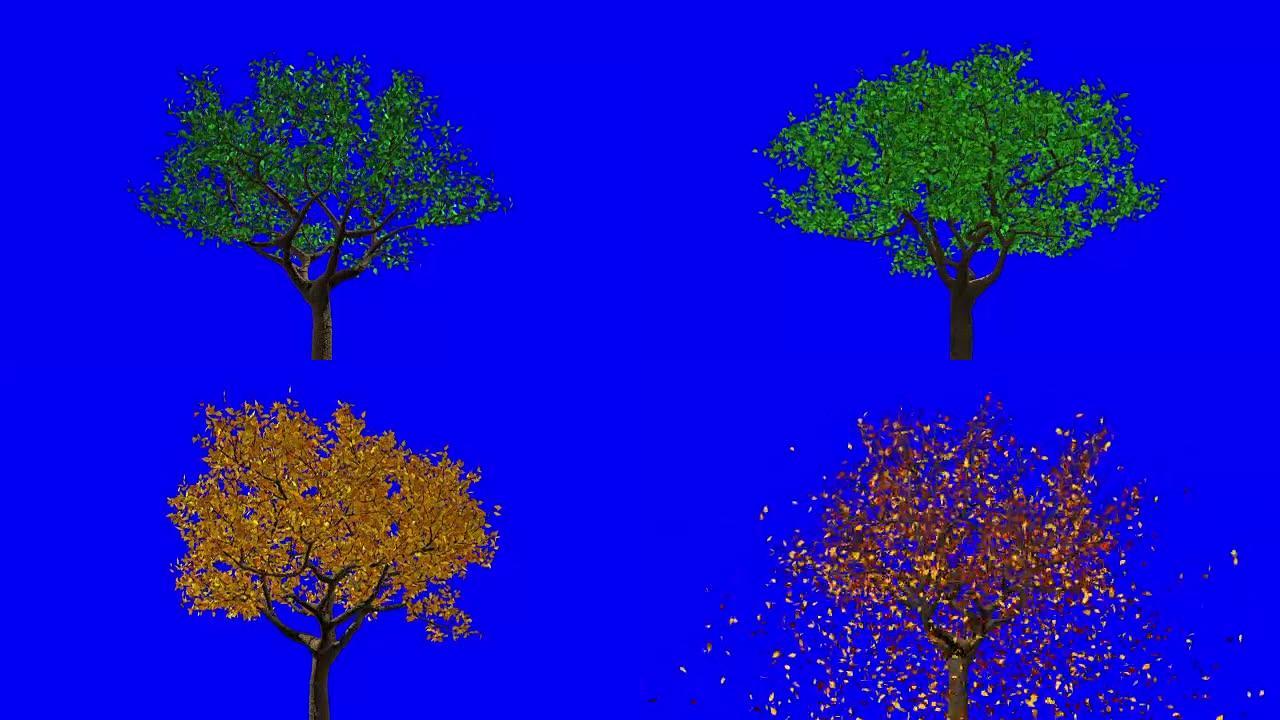 叶子出现在树上，它们变成黄色，然后脱落。蓝屏。