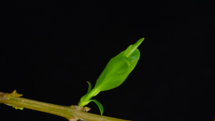 茶树发芽延时