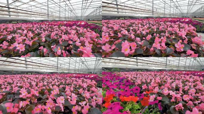 温室里各种不同颜色的美丽花朵。4K。