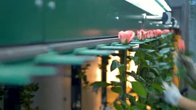 工厂工人的手将粉红玫瑰安装到平地机中。