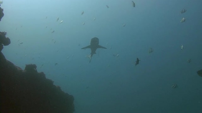 灰礁鲨