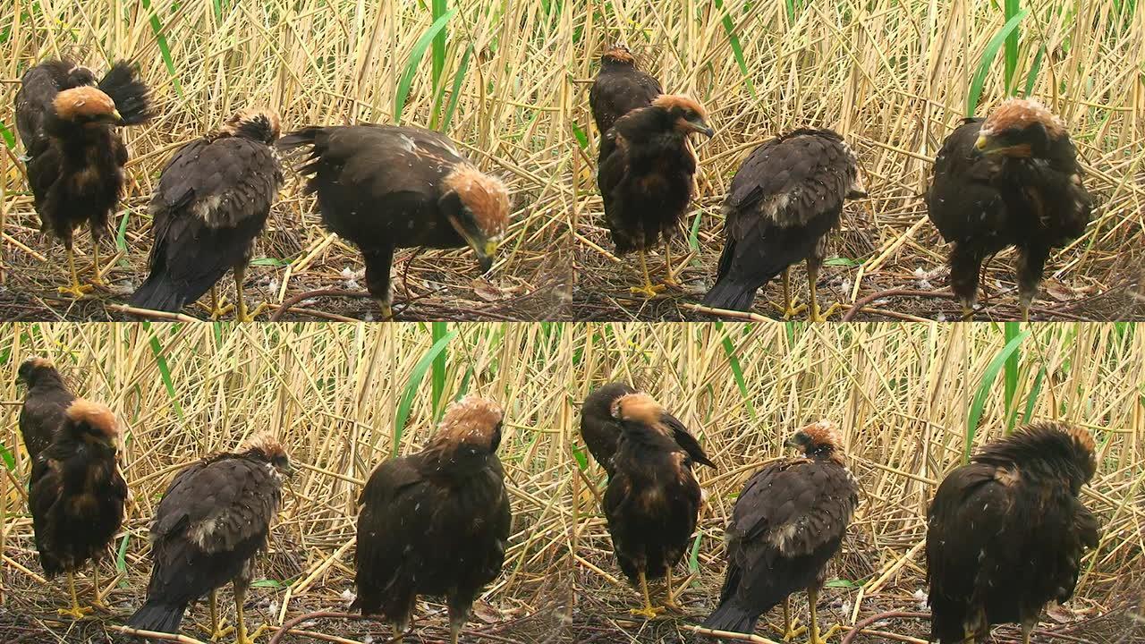 沼泽鹞飞向镜头沼泽鹞特写视频素材鸟生态