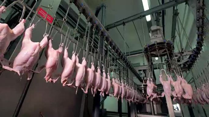 新鲜的鸡内脏由工厂的运输车运送。