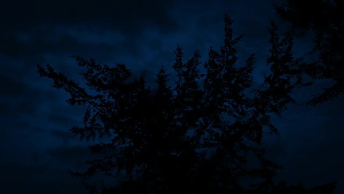 仰望夜空上的树