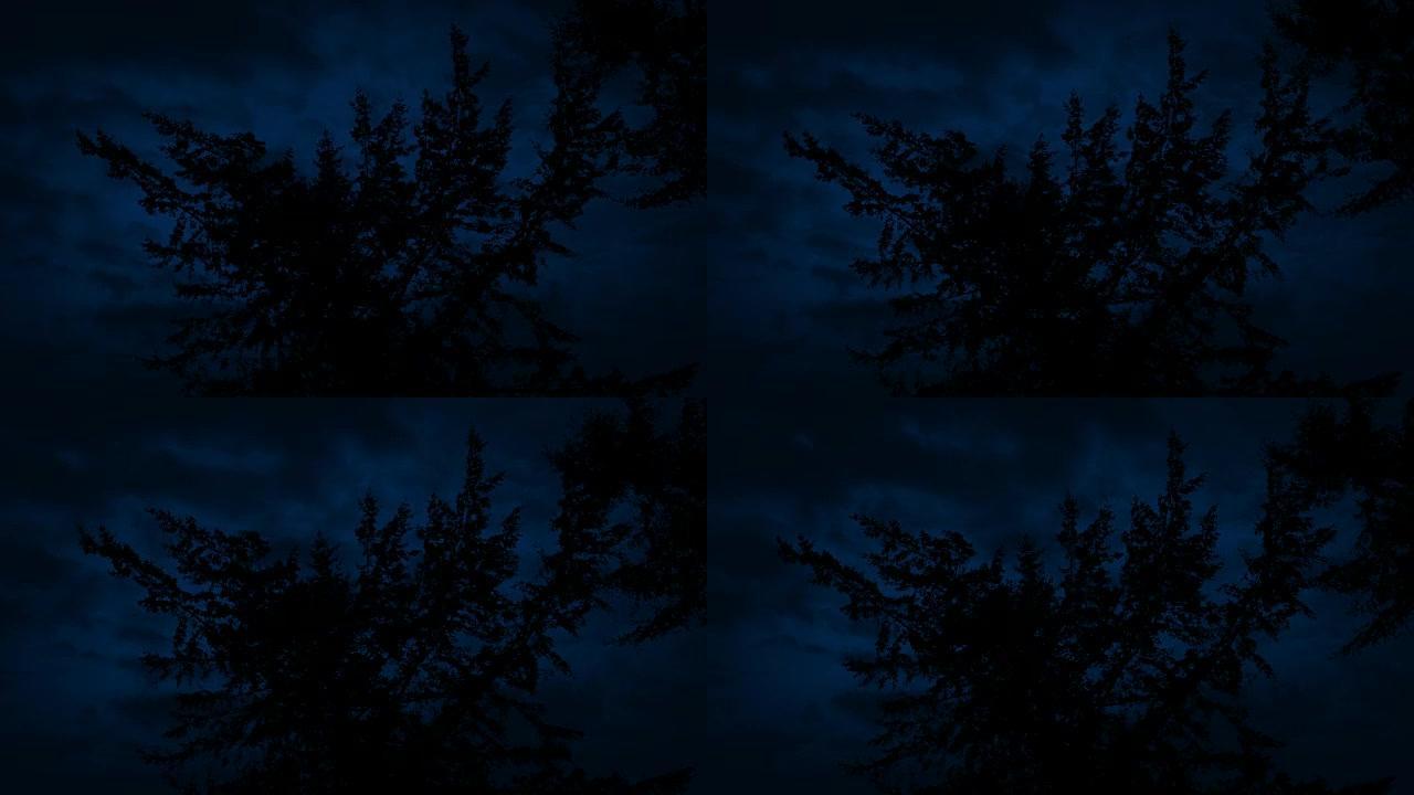 仰望夜空上的树