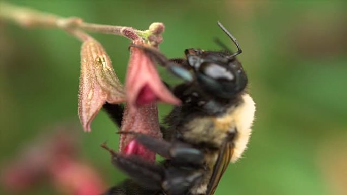 极端宏观蜜蜂授粉花慢动作