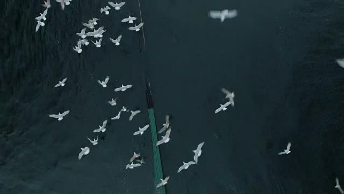 海鸥群飞过海中的渔网