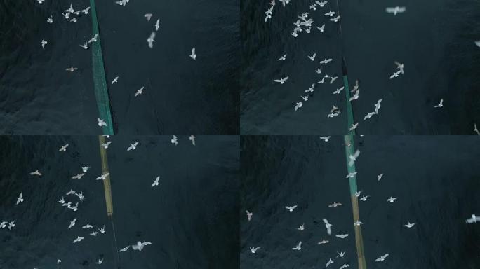 海鸥群飞过海中的渔网