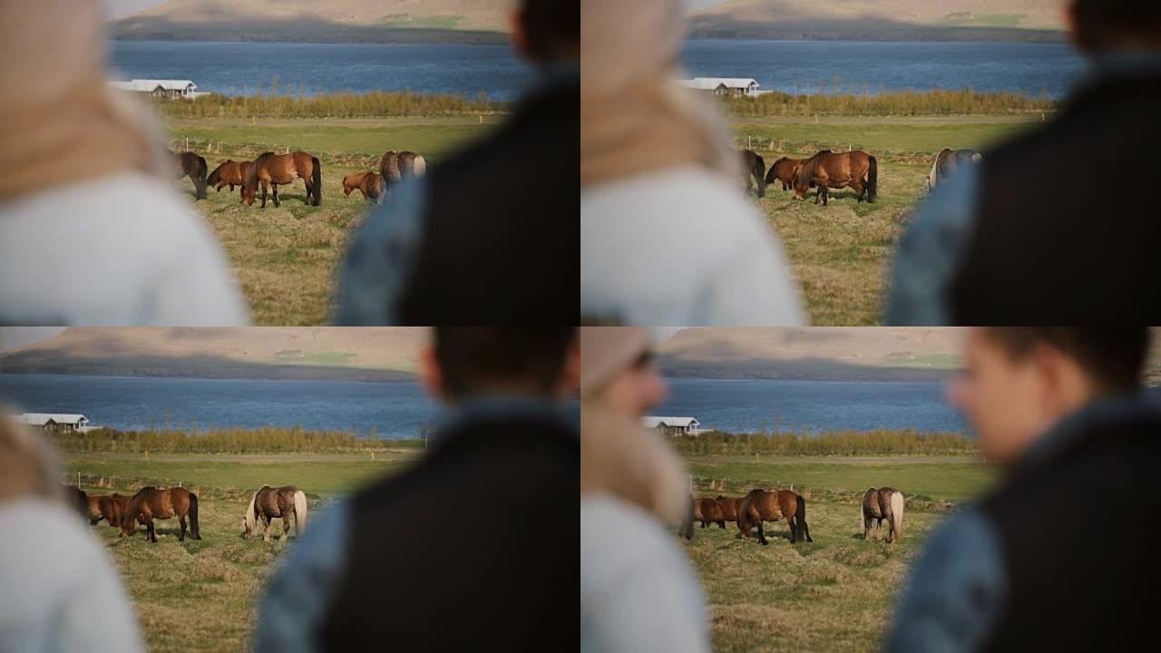 两个人参观动物农场的背景图。商业伙伴谈论冰岛马