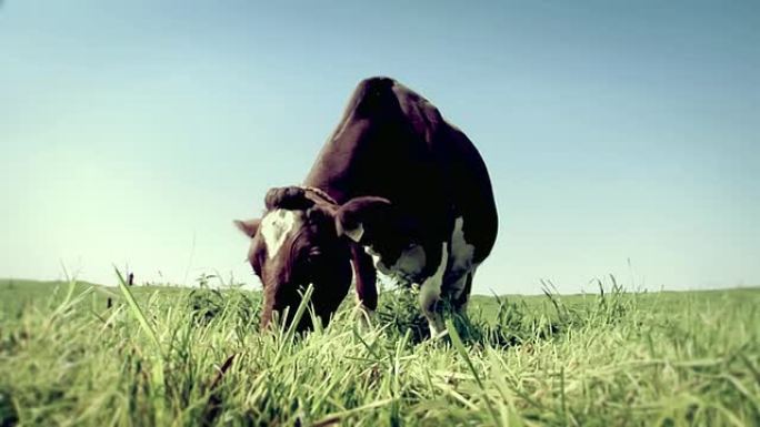 荷兰奶牛荷兰奶牛吃草