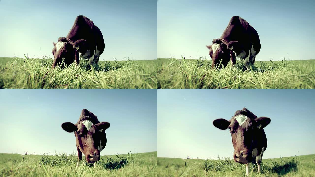 荷兰奶牛荷兰奶牛吃草
