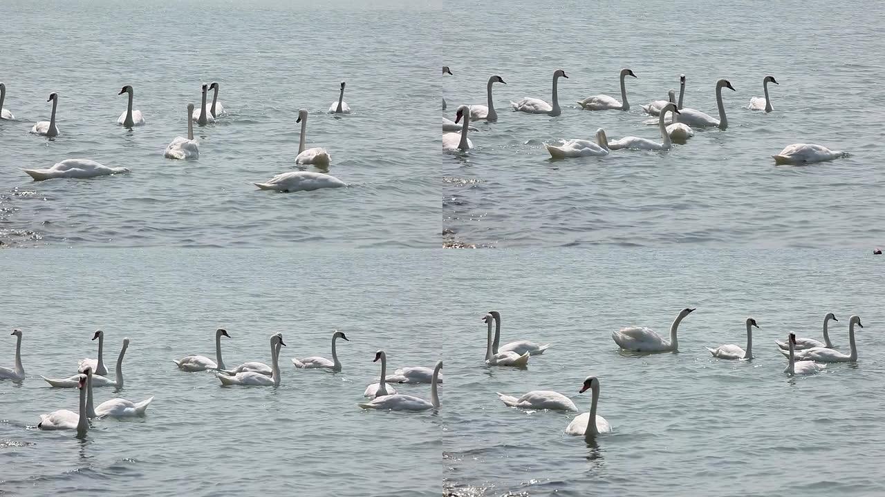 天鹅在巴拉顿湖游泳