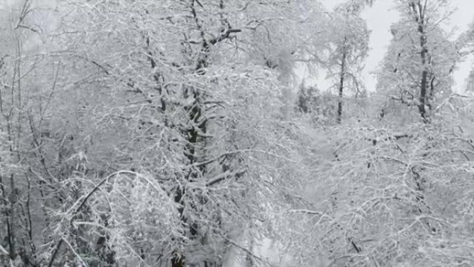 空中: 白雪皑皑的树木