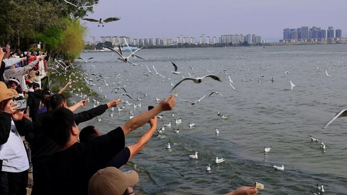 喂食海鸥