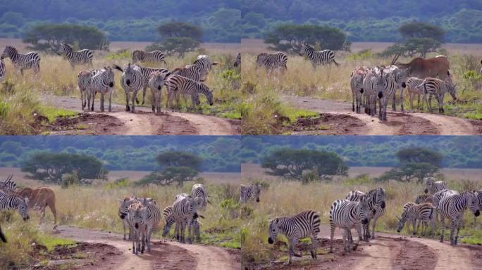 在非洲的土路上行走的斑马群