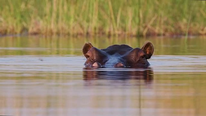 一只河马游泳的特写前视，然后在博茨瓦纳奥卡万戈三角洲的一条河中潜入水下
