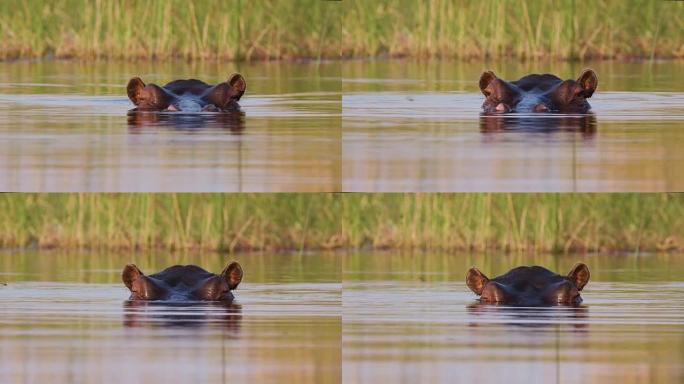 一只河马游泳的特写前视，然后在博茨瓦纳奥卡万戈三角洲的一条河中潜入水下