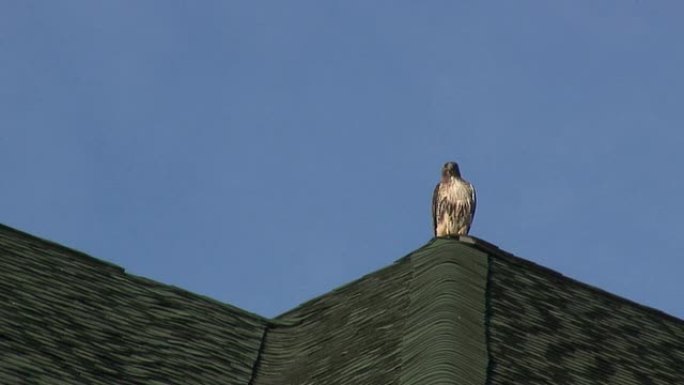 屋顶上的红尾鹰1-HD/SD 60i