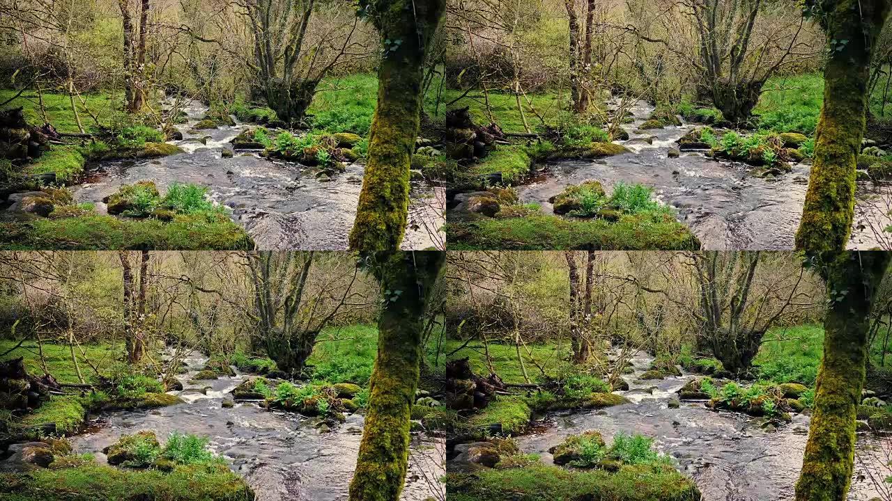 林地场景，河流穿过树木