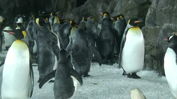 （HD1080i）企鹅，追踪镜头