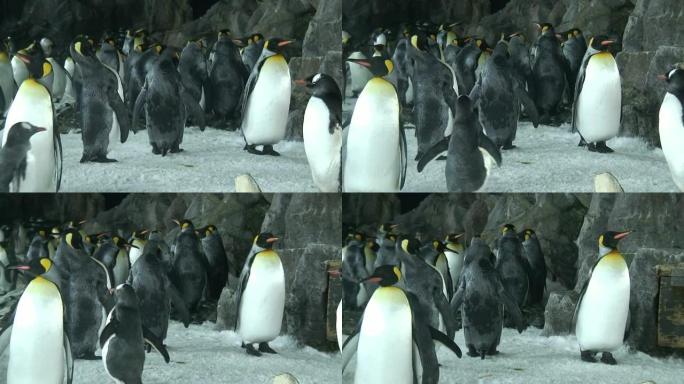 （HD1080i）企鹅，追踪镜头
