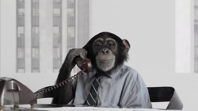猴子商务办公室猴子商务办公室打电话通话
