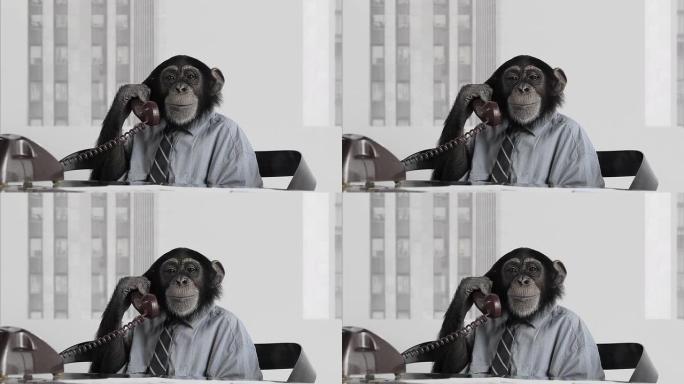 猴子商务办公室猴子商务办公室打电话通话