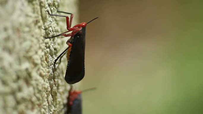 Fulgorid虫