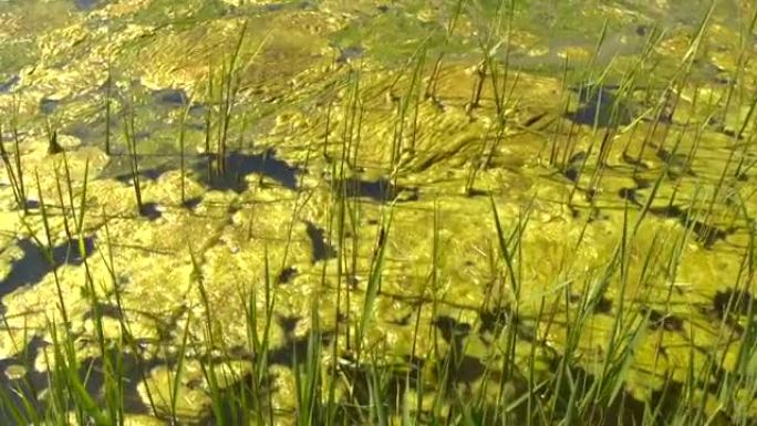 特写: 池塘表面阳光照耀着厚厚的绿藻层