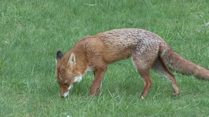 狐觅食哺乳动物小心警惕
