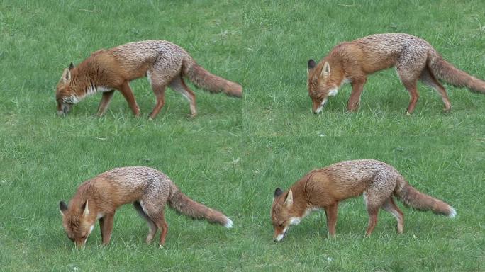 狐觅食哺乳动物小心警惕