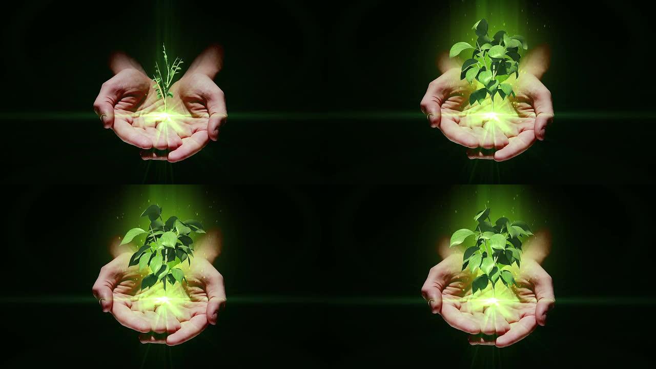 手工展示数字绿色植物生长
