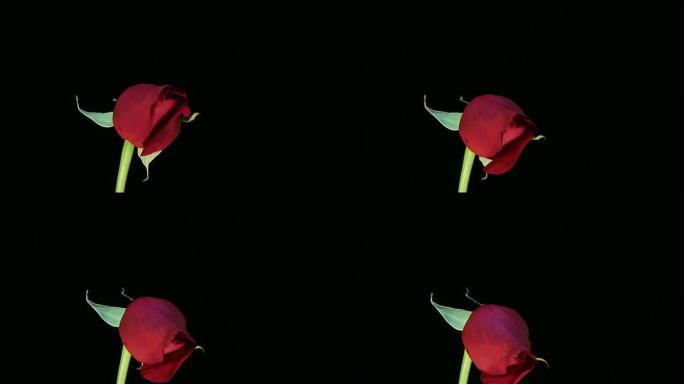Rose-高清1080/30p延时