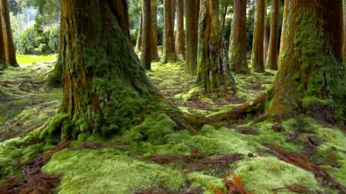 地面上的绿色苔藓和森林中的树干。圣米格尔岛，亚速尔群岛的葡萄牙群岛。Steadicam射击