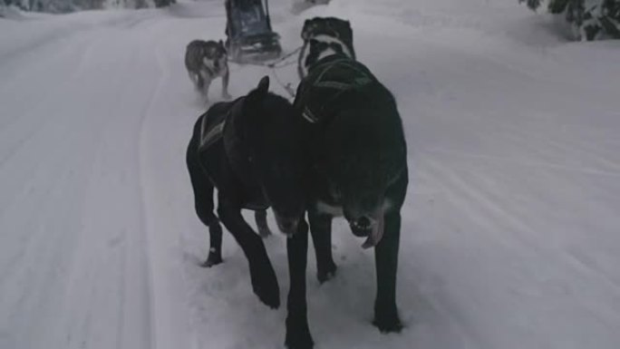 雪橇犬在雪地里奔跑