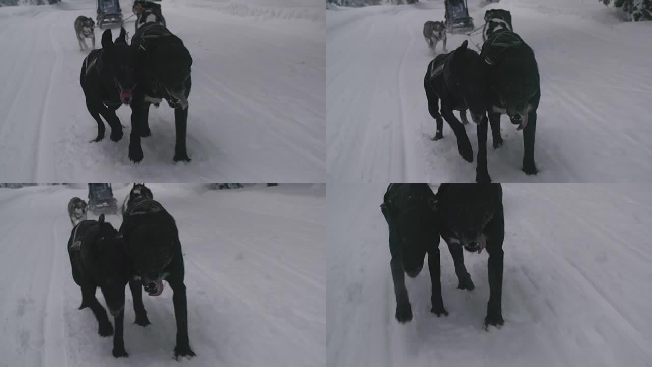 雪橇犬在雪地里奔跑